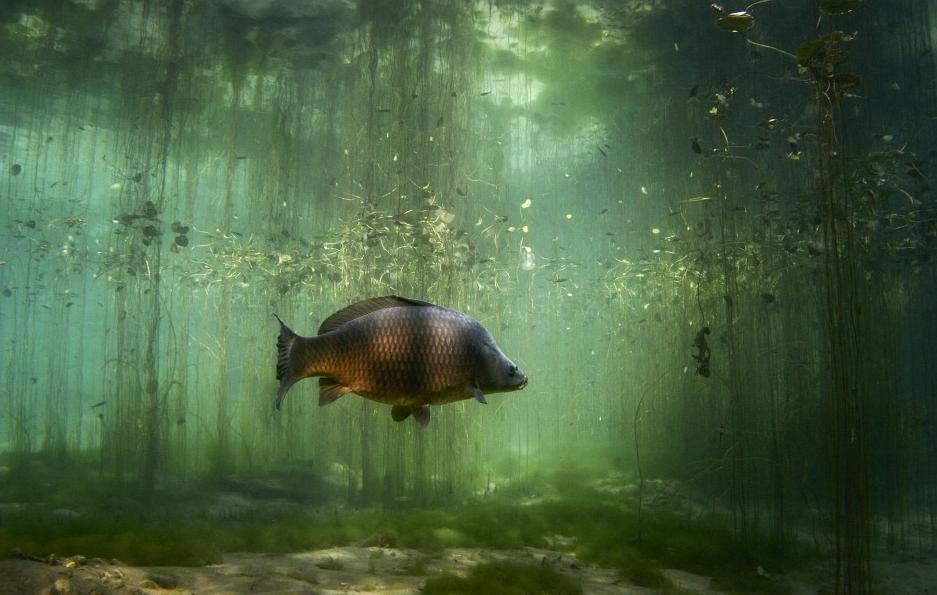 Crap de sete!!! :)  - 53982710200574886646719138337606n.jpg